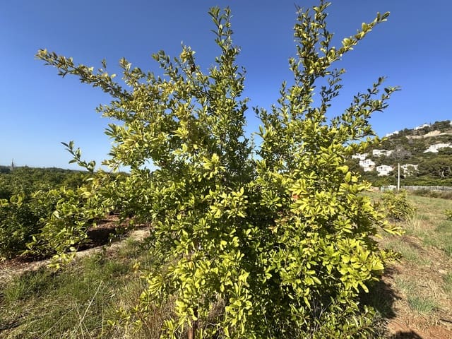Undeveloped Land for sale in Pego - € 45,000 (Ref: 9990940)