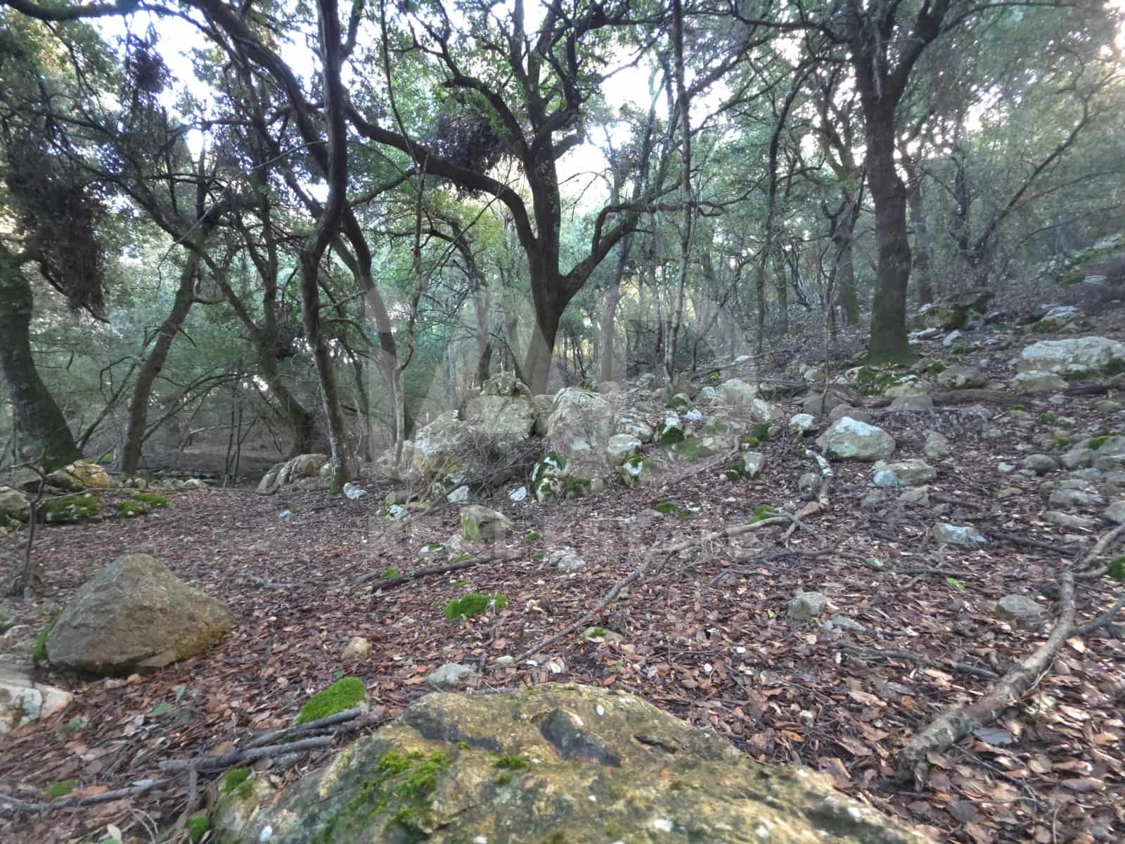 Terreno/Finca Rústica en Escorca en venta - 98.000 € (Ref: 9990952)