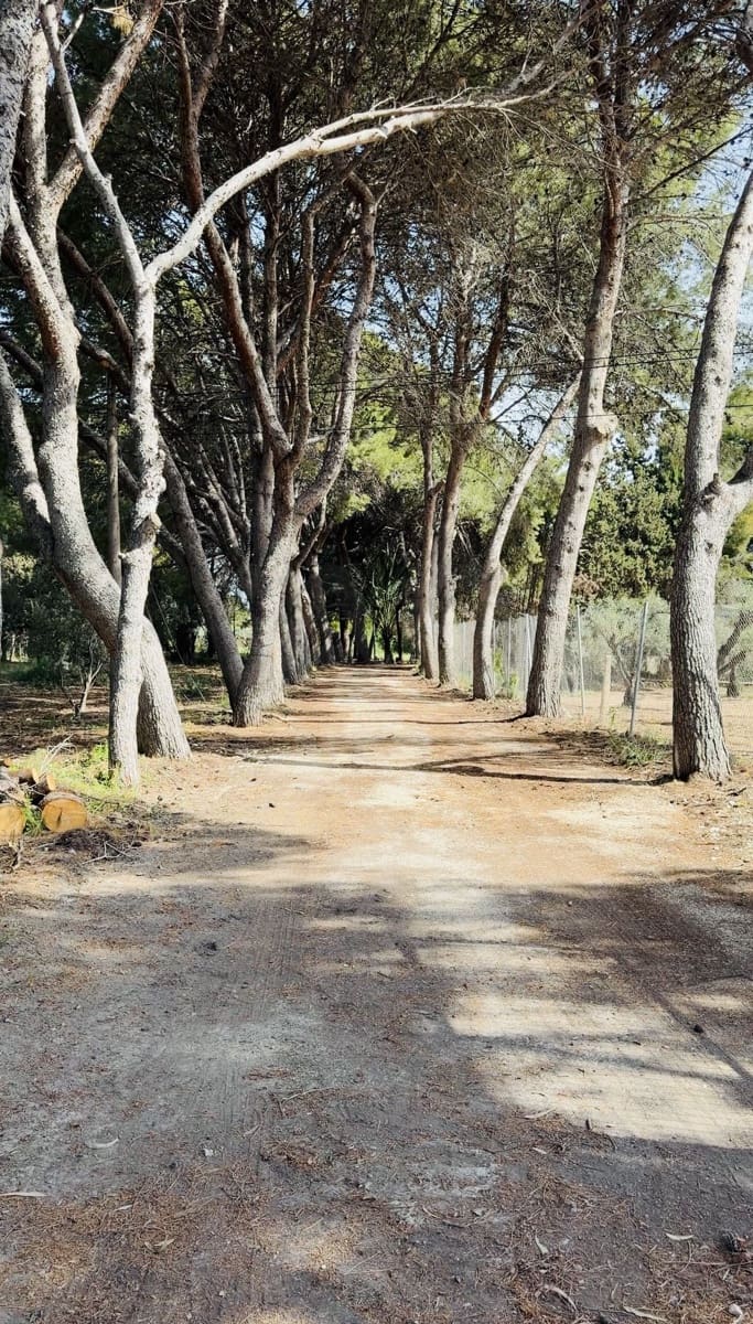 12 sovrum Finca/Hus på landet till salu i Alicante stad med pool garage - 1 700 000 € (Ref: 9991014)