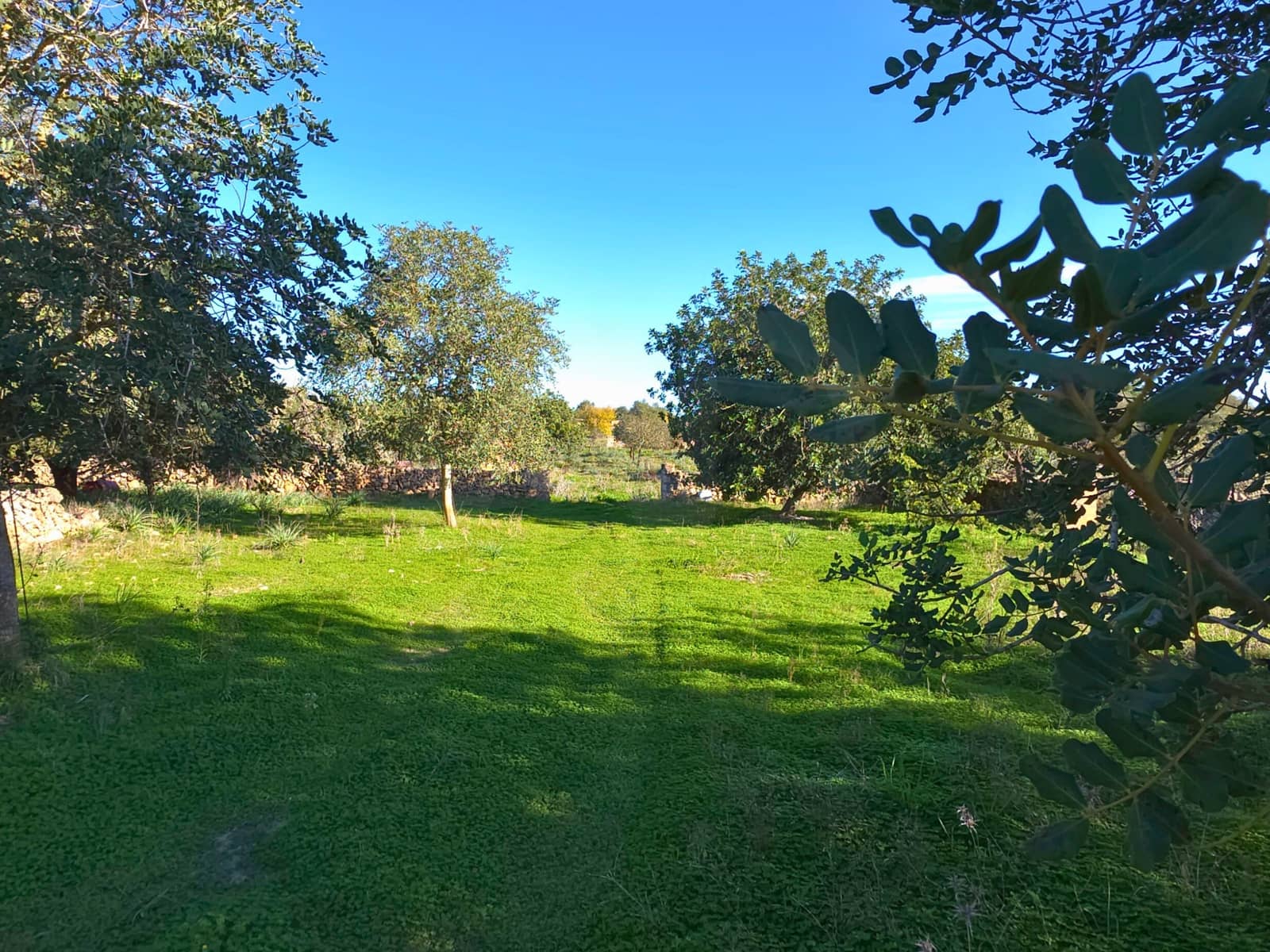 Ubebygd land til salgs i Santa Margalida - € 160 000 (Ref: 9991017)