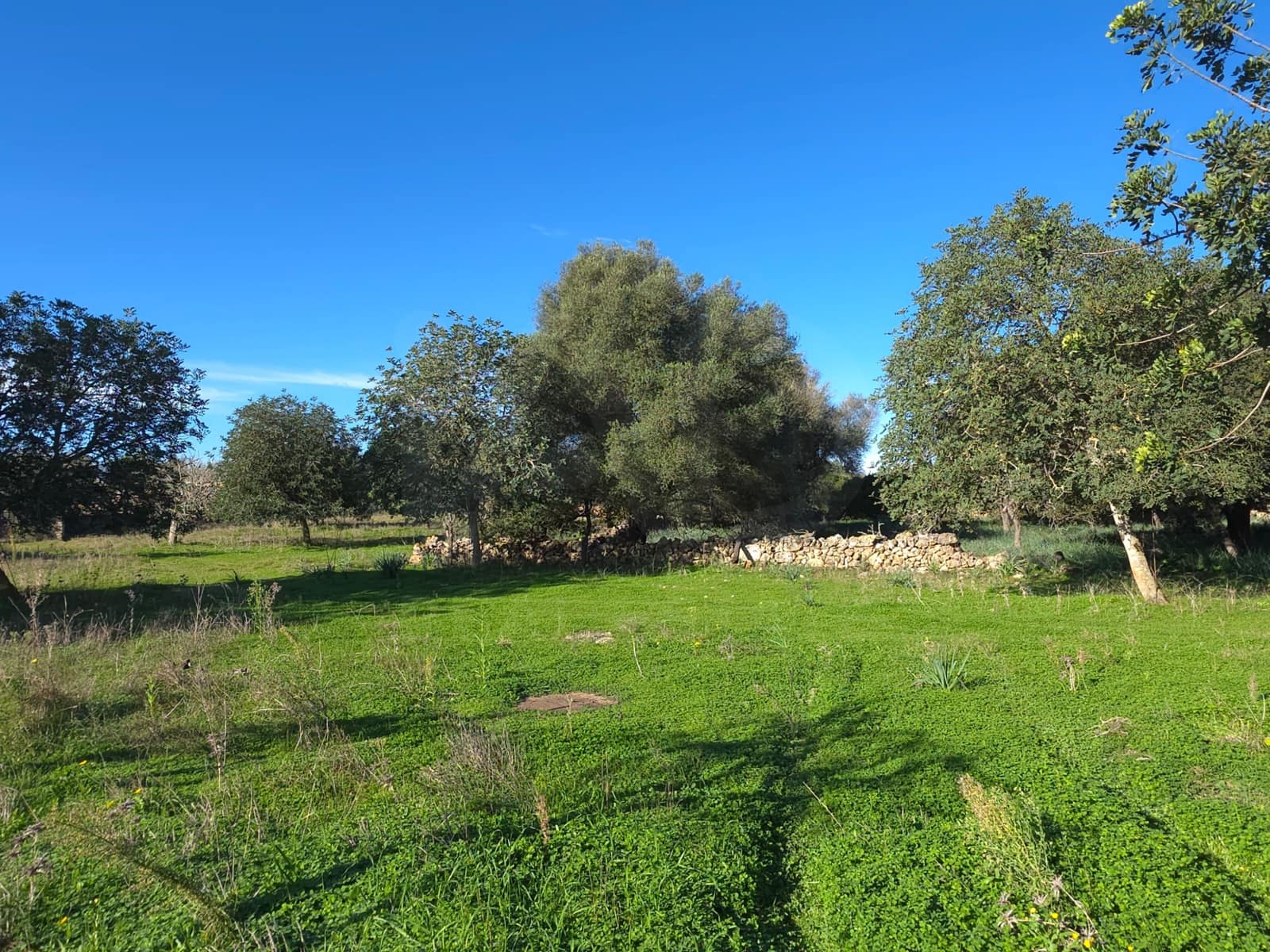 Ubebygd land til salgs i Santa Margalida - € 160 000 (Ref: 9991017)