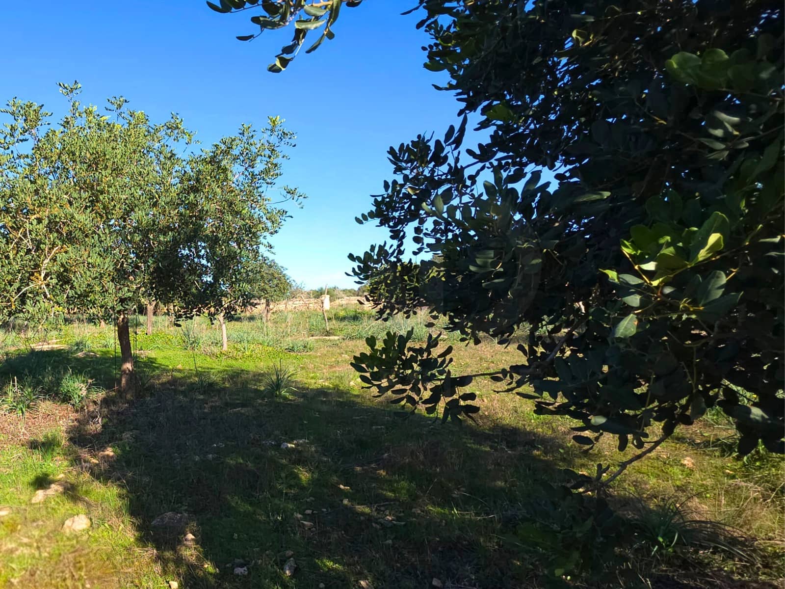 Ubebygd land til salgs i Santa Margalida - € 160 000 (Ref: 9991017)