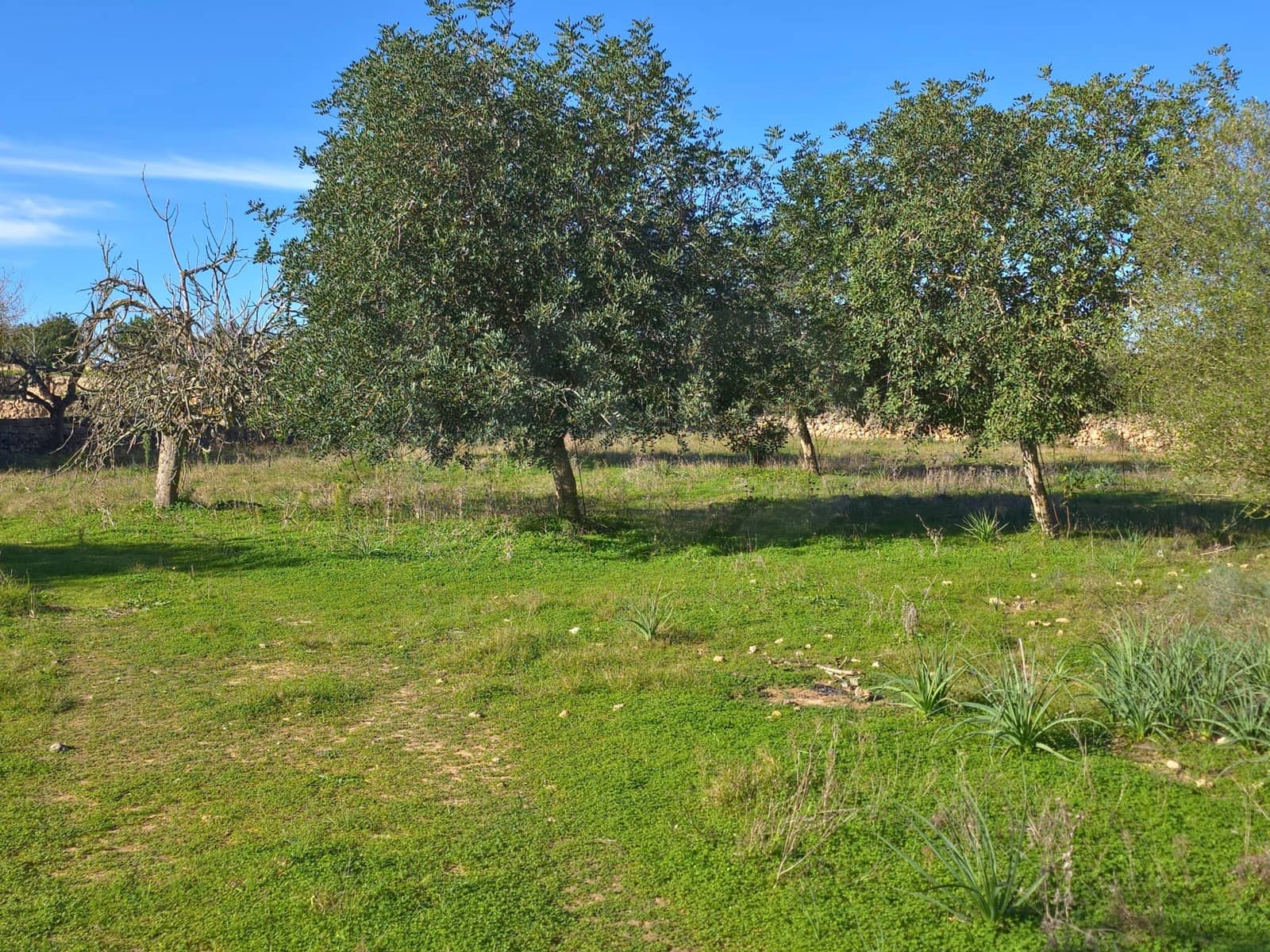 Ubebygd land til salgs i Santa Margalida - € 160 000 (Ref: 9991017)