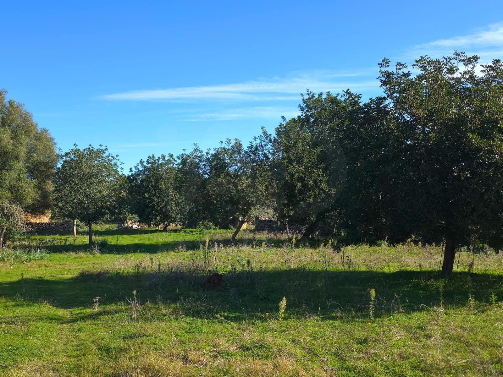 Ubebygd land til salgs i Santa Margalida - € 160 000 (Ref: 9991017)
