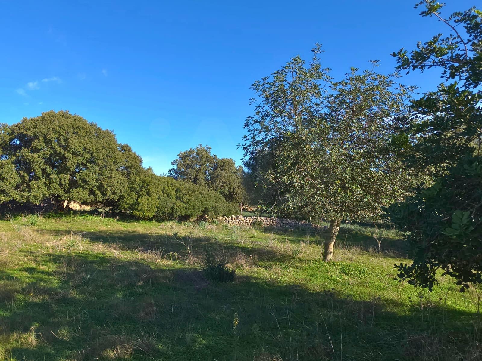 Ubebygd land til salgs i Santa Margalida - € 160 000 (Ref: 9991017)