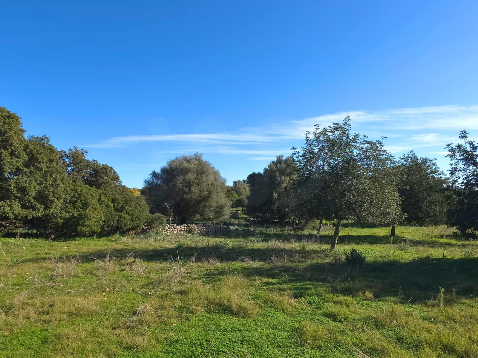 Ubebygd land til salgs i Santa Margalida - € 160 000 (Ref: 9991017)