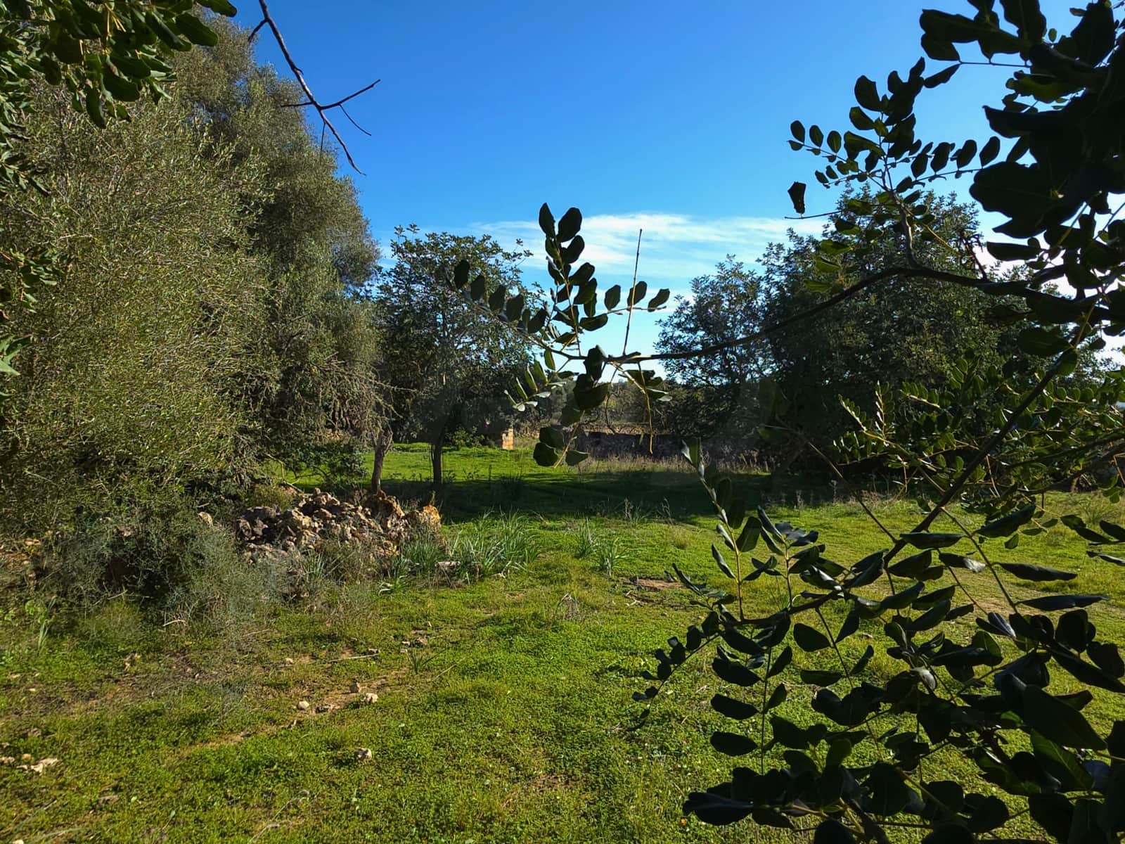 Ubebygd land til salgs i Santa Margalida - € 160 000 (Ref: 9991017)