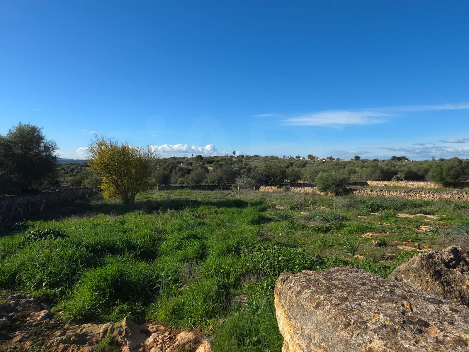 Ubebygd land til salgs i Santa Margalida - € 160 000 (Ref: 9991017)