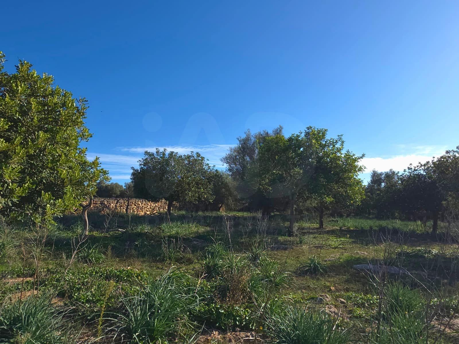 Ubebygd land til salgs i Santa Margalida - € 160 000 (Ref: 9991017)