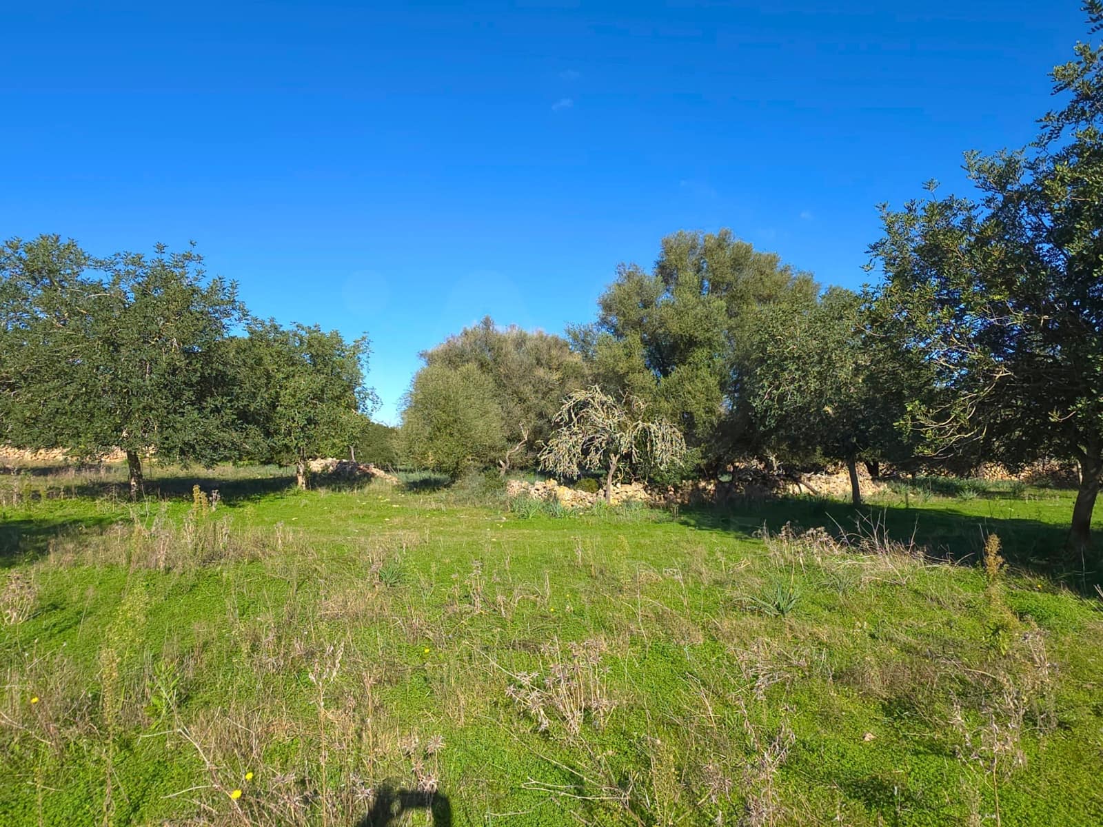 Ubebygd land til salgs i Santa Margalida - € 160 000 (Ref: 9991017)