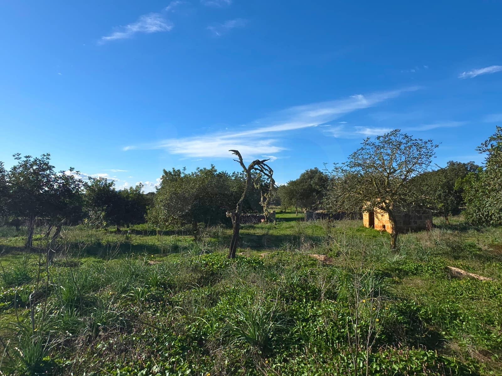 Ubebygd land til salgs i Santa Margalida - € 160 000 (Ref: 9991017)