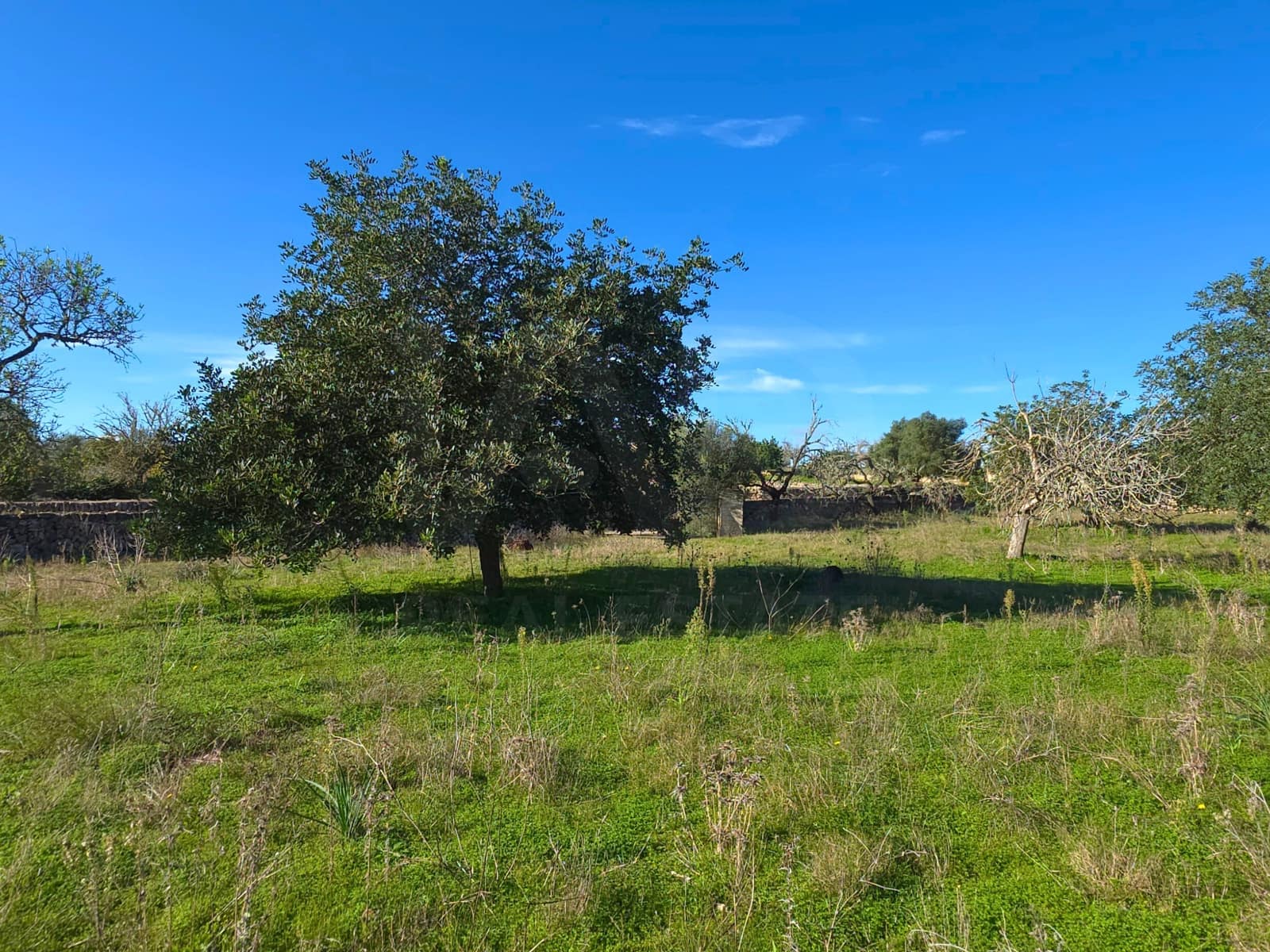 Ubebygd land til salgs i Santa Margalida - € 160 000 (Ref: 9991017)