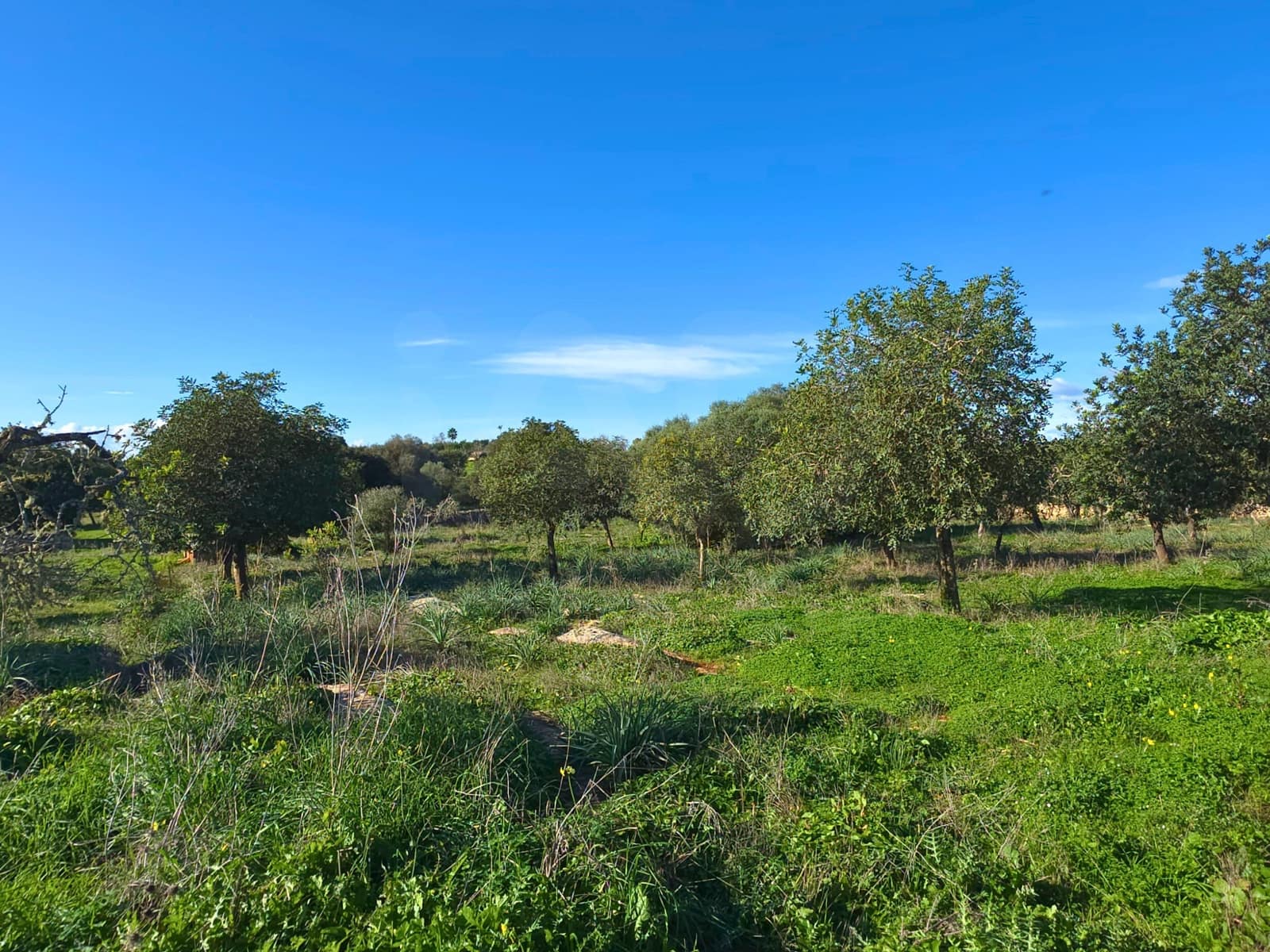 Ubebygd land til salgs i Santa Margalida - € 160 000 (Ref: 9991017)