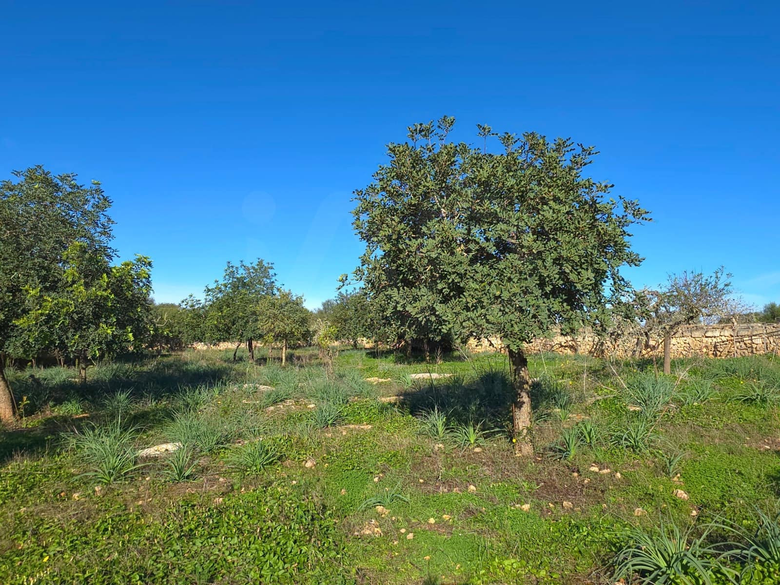 Ubebygd land til salgs i Santa Margalida - € 160 000 (Ref: 9991017)