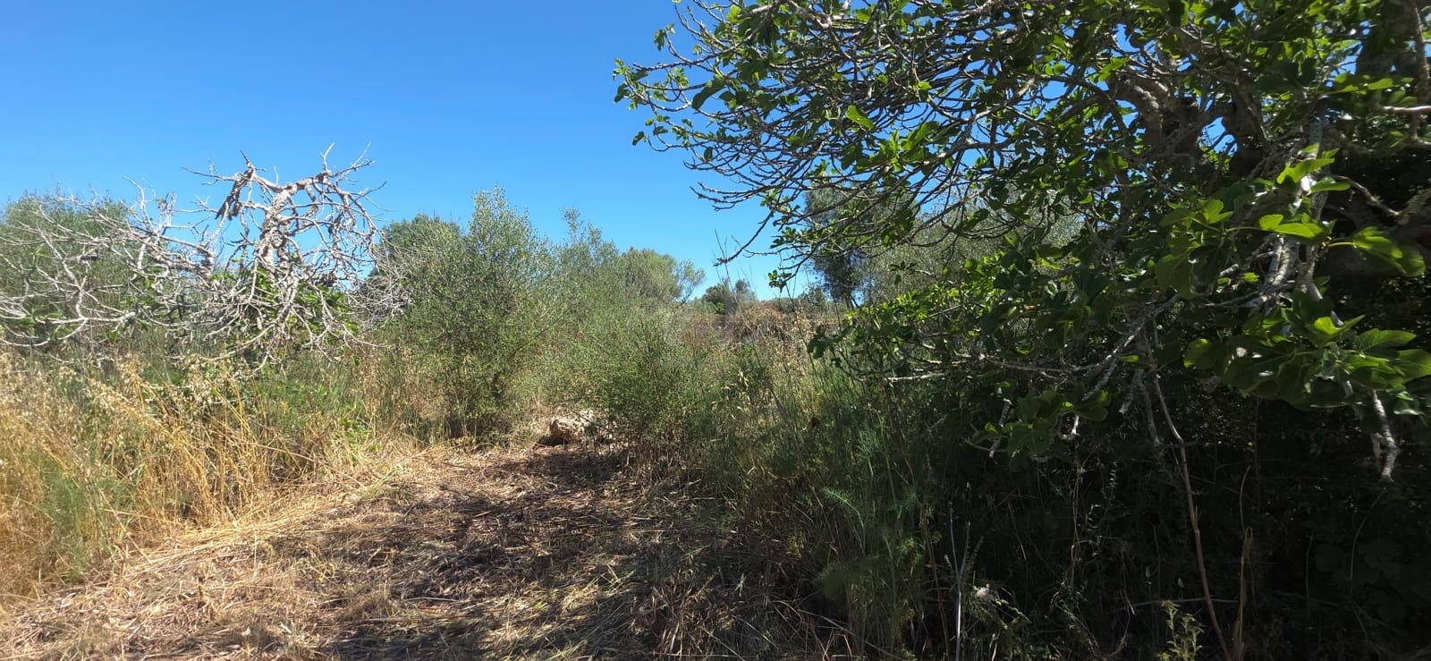 Grunde uden byggetilladelser til salg i Santa Margalida - € 92.000 (Ref: 9991075)