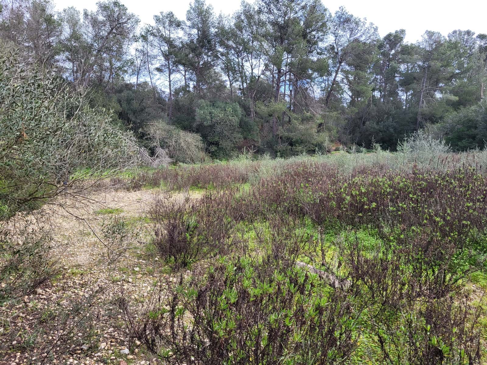 Mark till salu i Sant Joan - 49 900 € (Ref: 9991084)