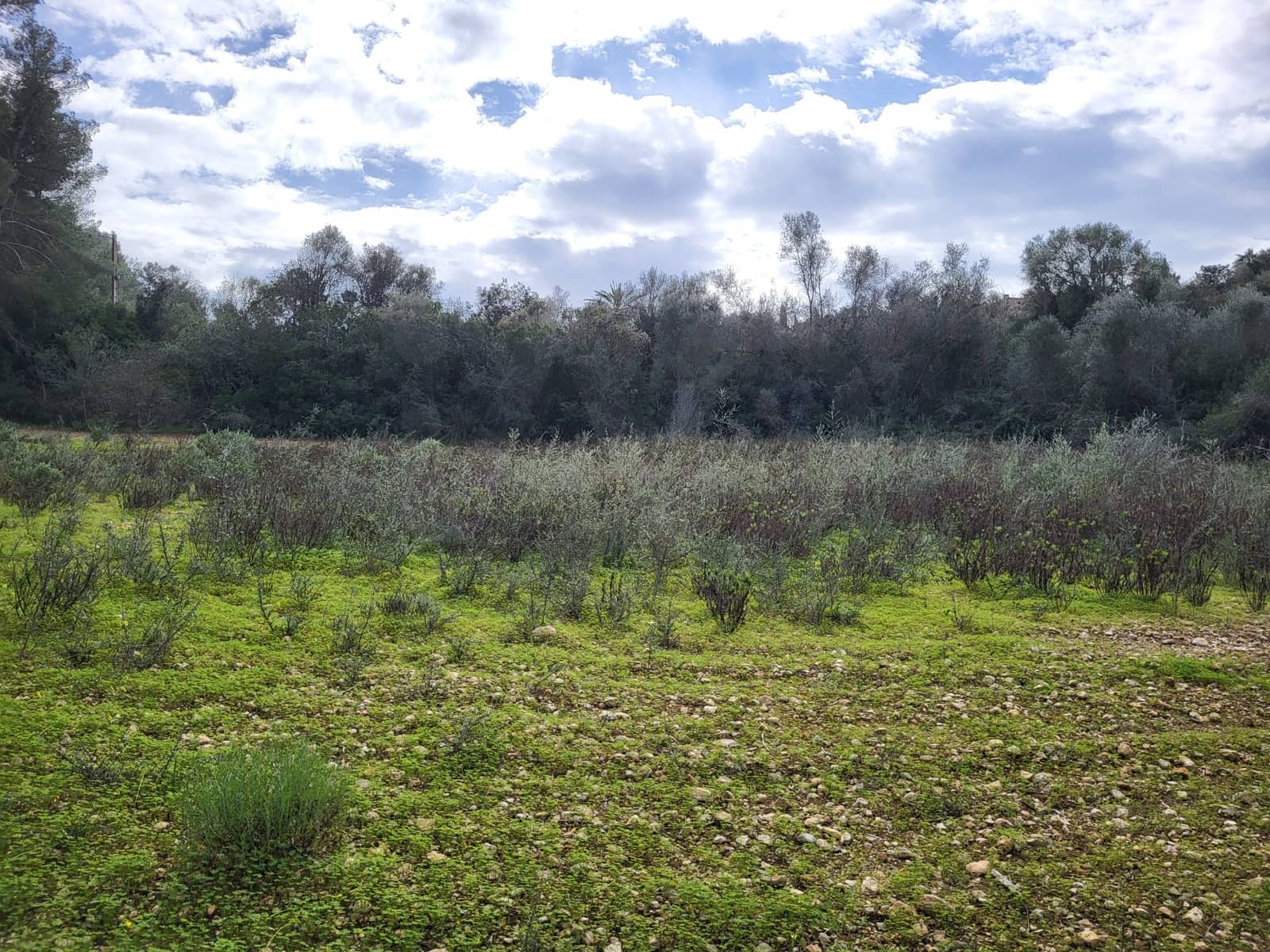 Mark till salu i Sant Joan - 49 900 € (Ref: 9991084)