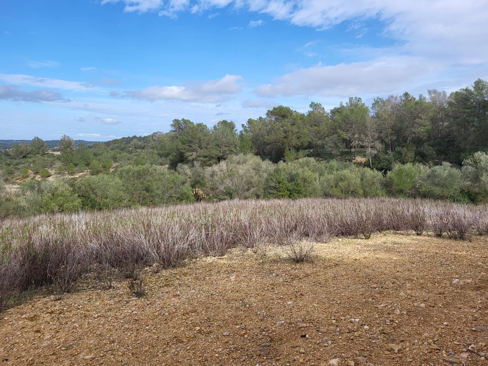 Mark till salu i Sant Joan - 49 900 € (Ref: 9991084)