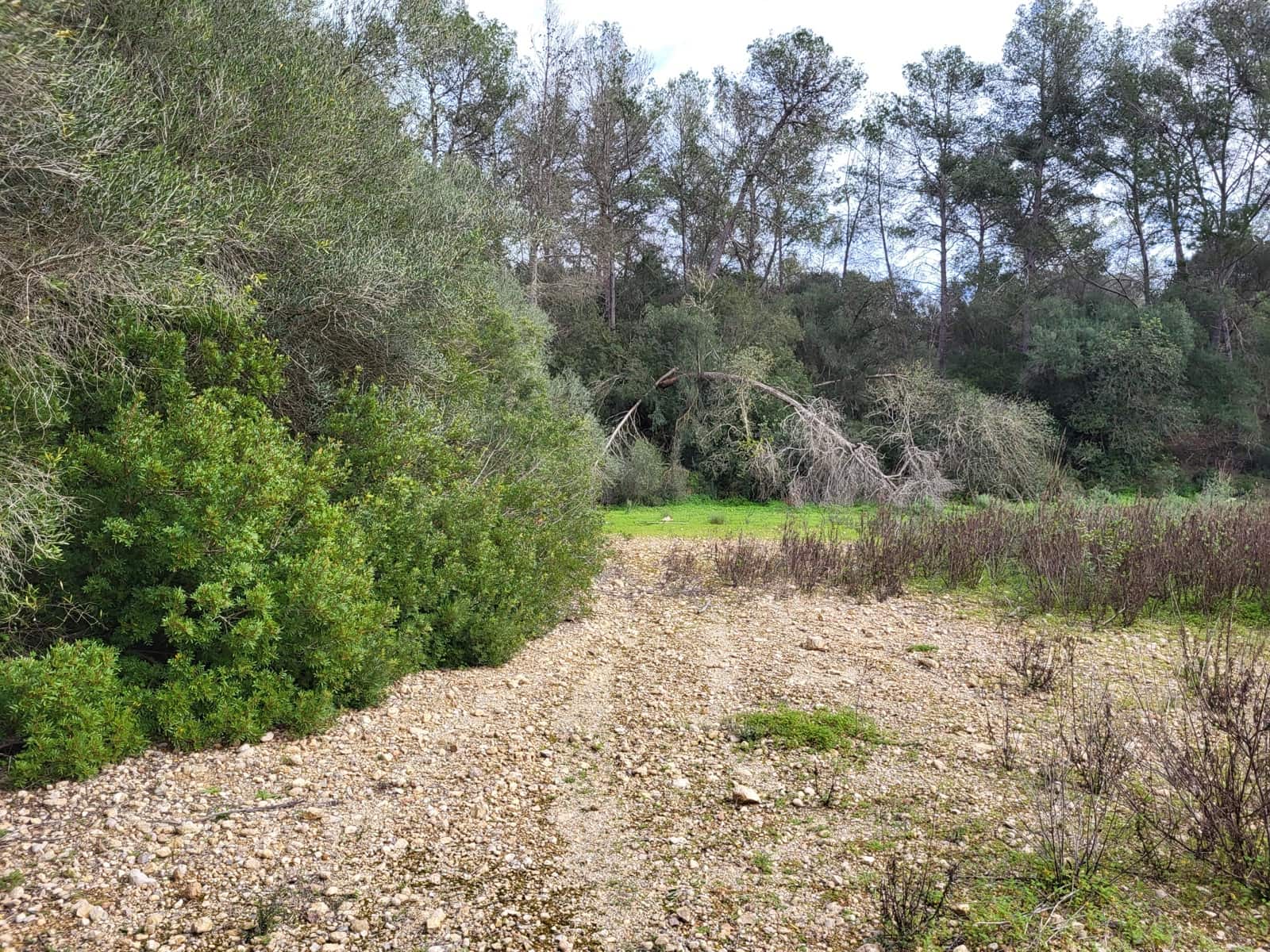 Mark till salu i Sant Joan - 49 900 € (Ref: 9991084)