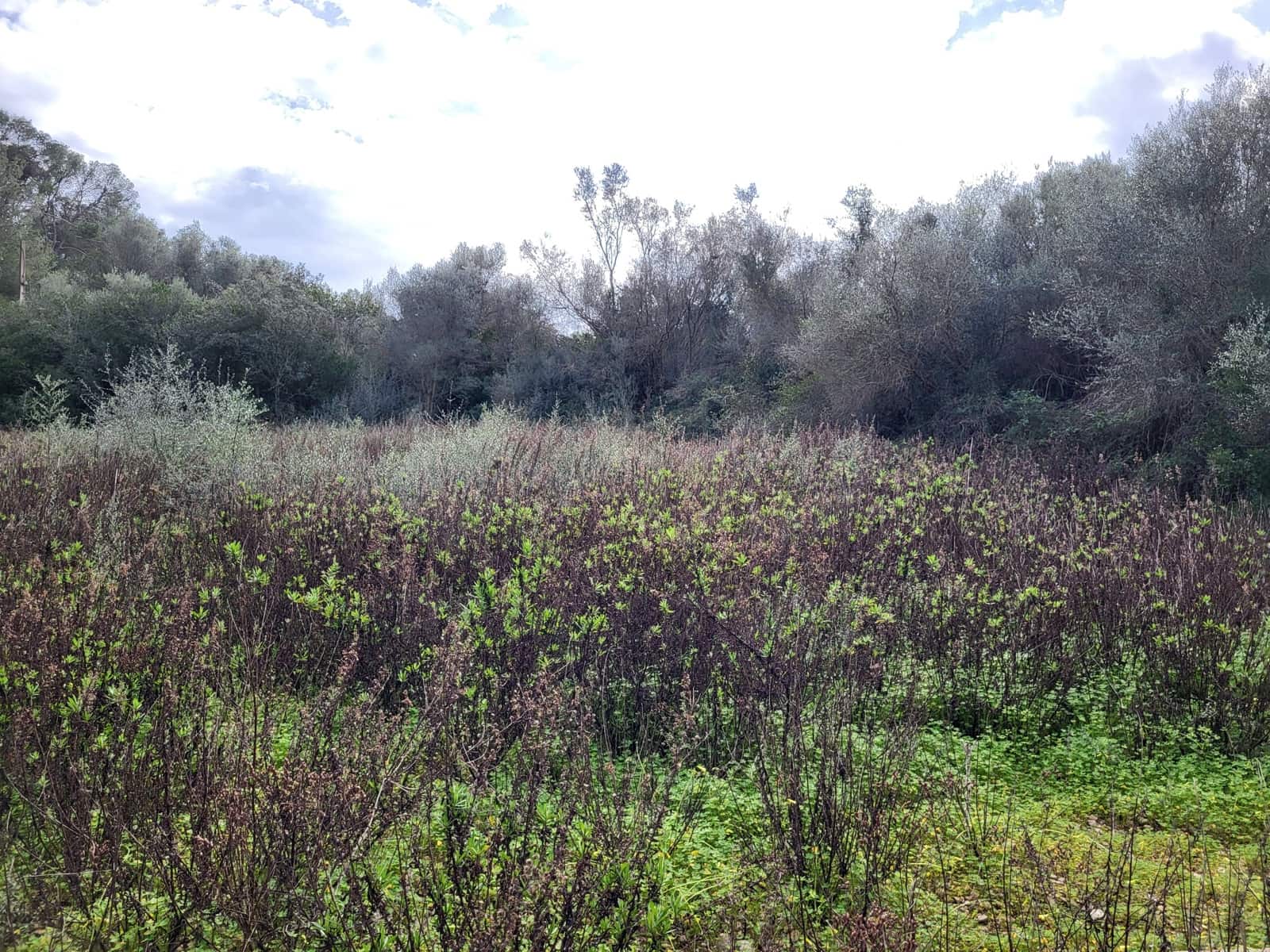 Mark till salu i Sant Joan - 49 900 € (Ref: 9991084)