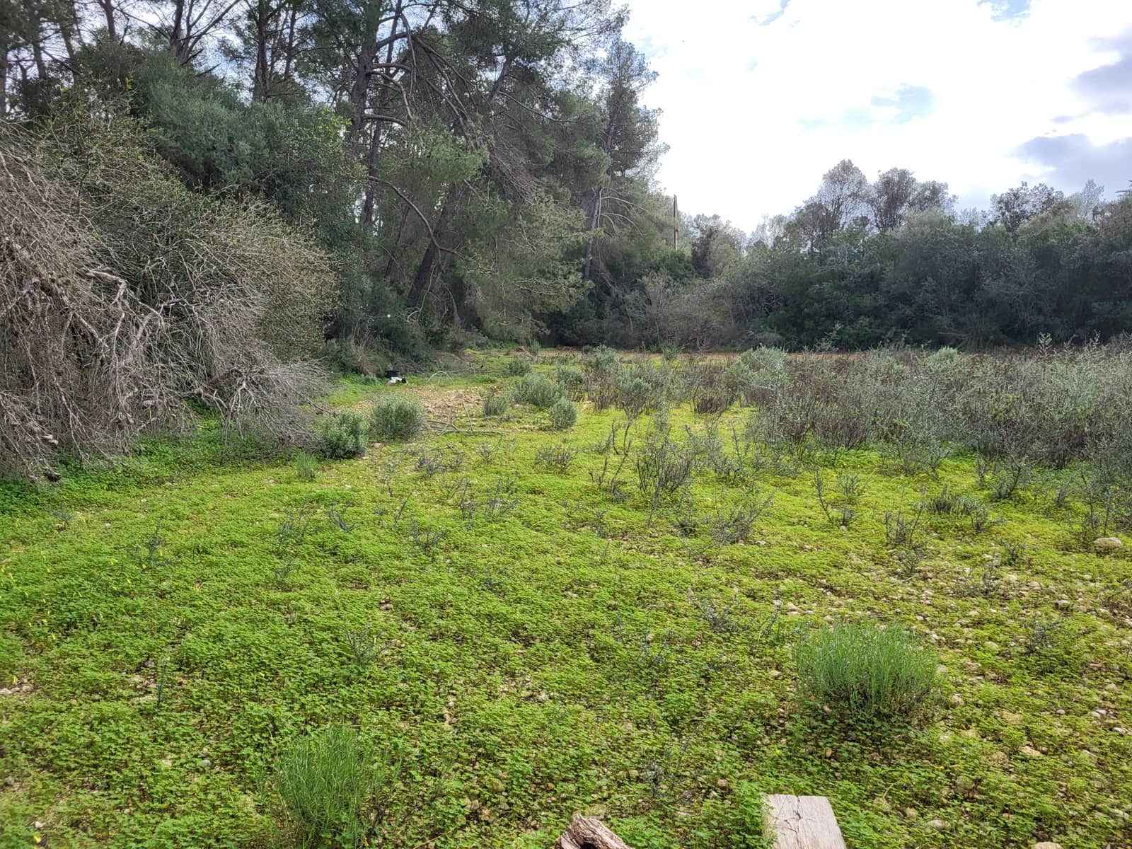 Mark till salu i Sant Joan - 49 900 € (Ref: 9991084)
