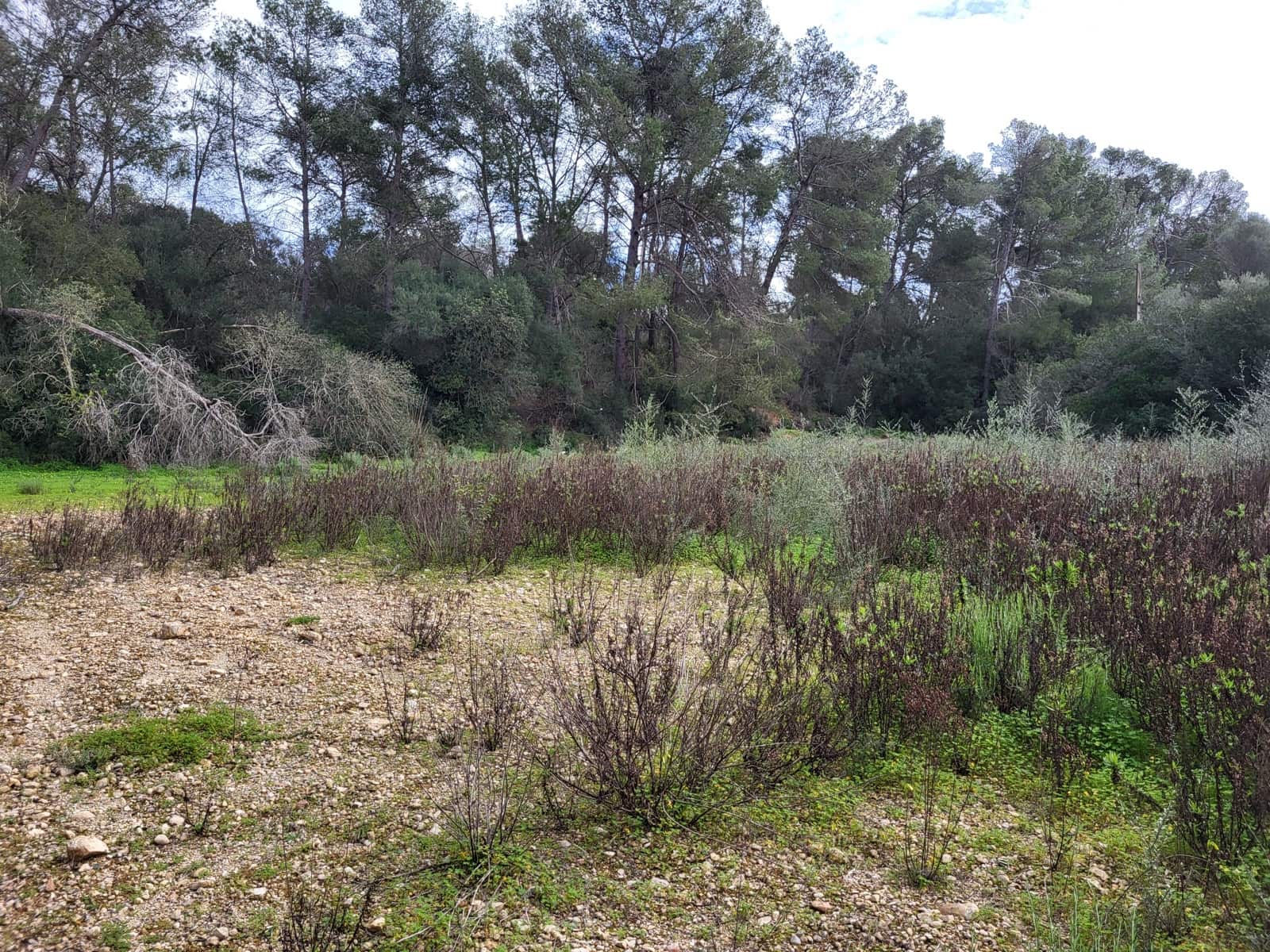 Mark till salu i Sant Joan - 49 900 € (Ref: 9991084)