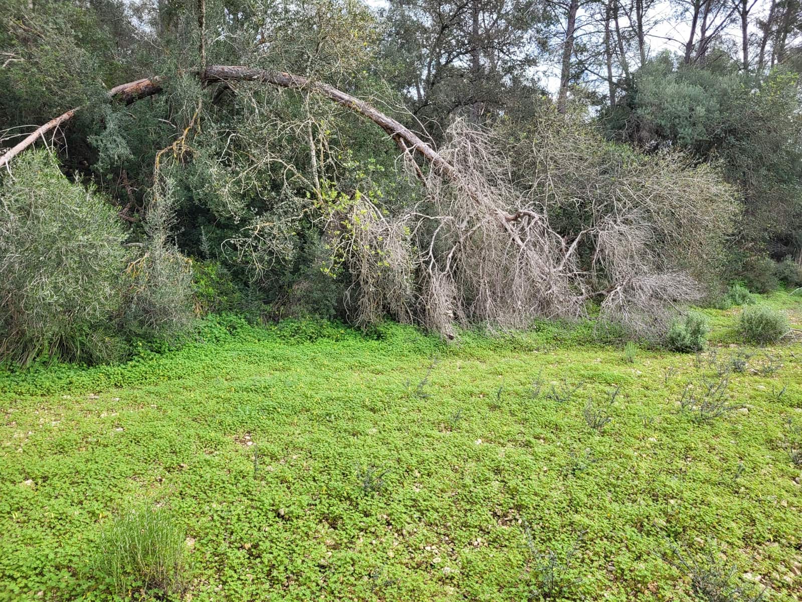 Mark till salu i Sant Joan - 49 900 € (Ref: 9991084)