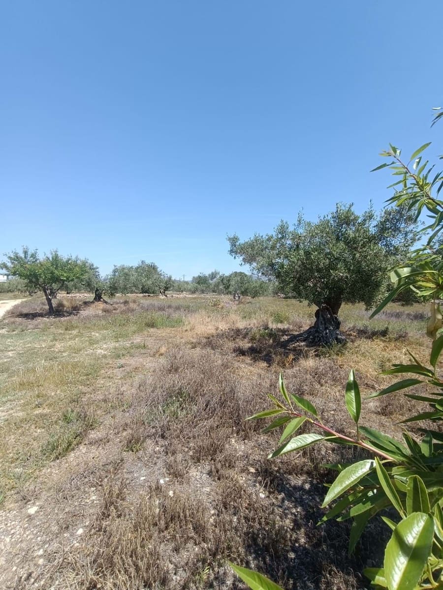 Ubebygd land til salgs i L'Ametlla de Mar - € 75 000 (Ref: 9991140)