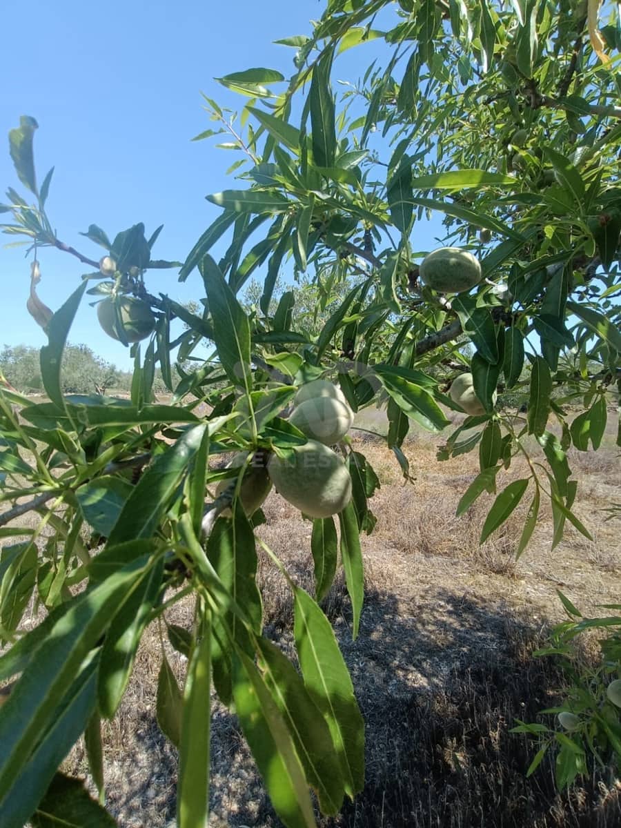 Ubebygd land til salgs i L'Ametlla de Mar - € 75 000 (Ref: 9991140)