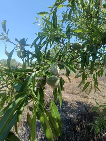 Ubebygd land til salgs i L'Ametlla de Mar - € 75 000 (Ref: 9991140)