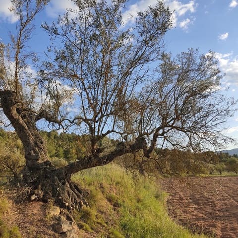 Ubebygd land til salgs i Tarragona by - € 30 000 (Ref: 9991160)