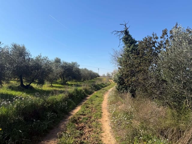 Ubebygd land til salgs i Barcelona by - € 175 000 (Ref: 9991175)