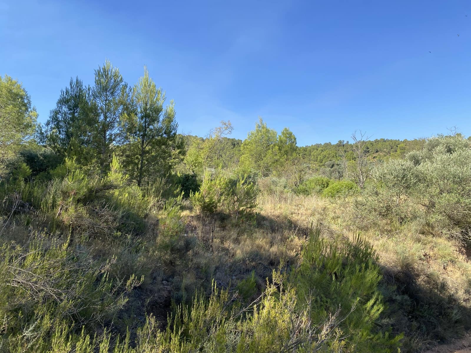 Grunde uden byggetilladelser til salg i Asco - € 120.000 (Ref: 9991233)