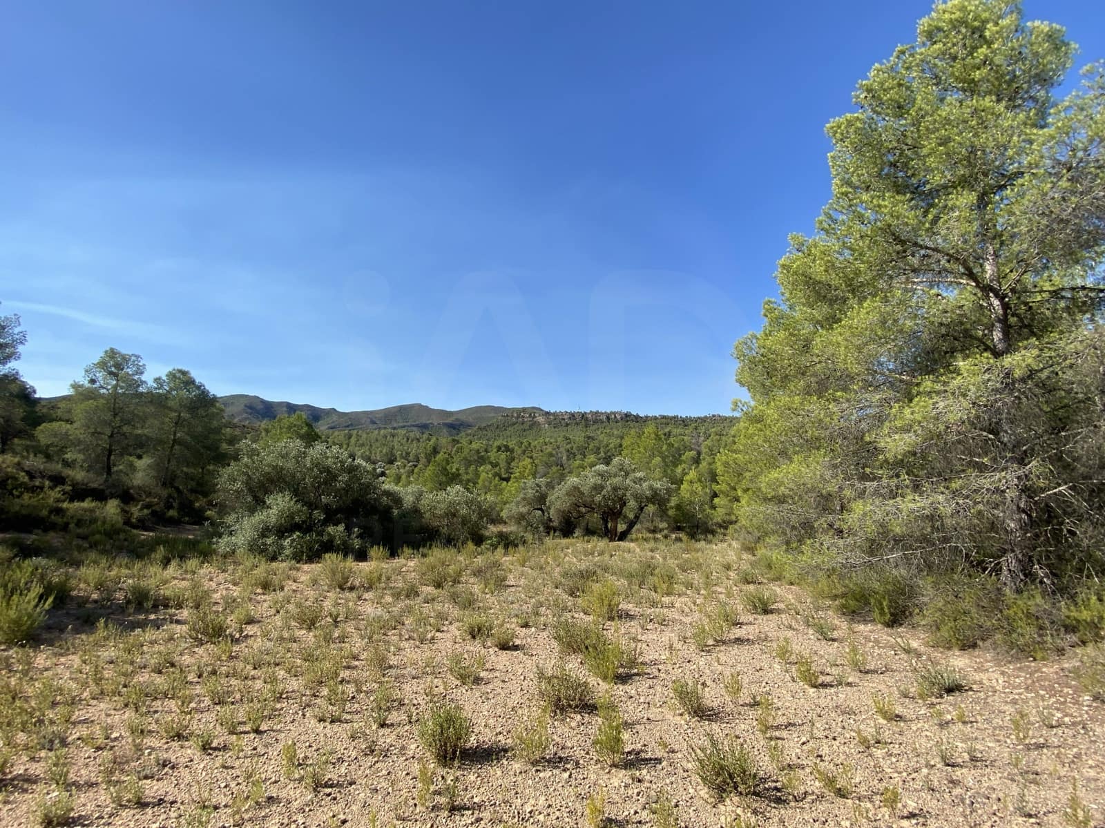 Grond te koop in Asco - € 120.000 (Ref: 9991233)