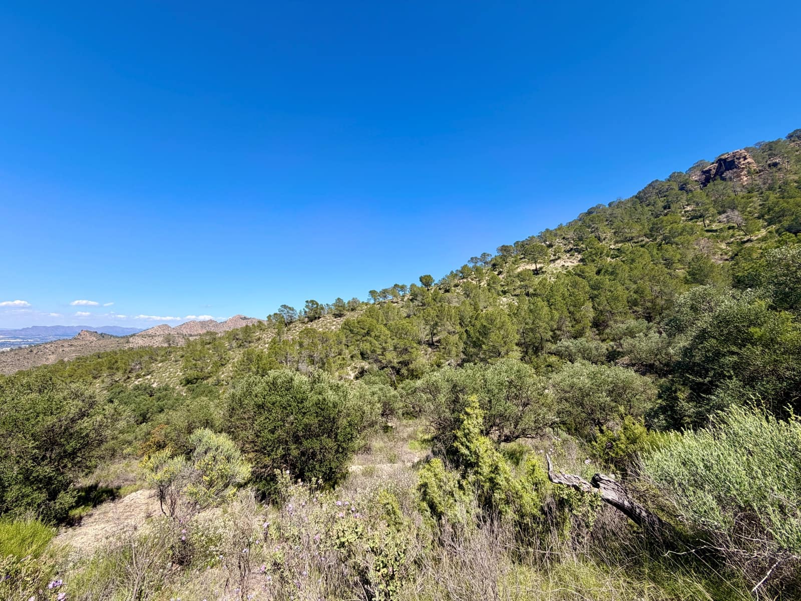 Terreno Non Edificato in vendita in Cieza - 199.000 € (Rif: 9991248)