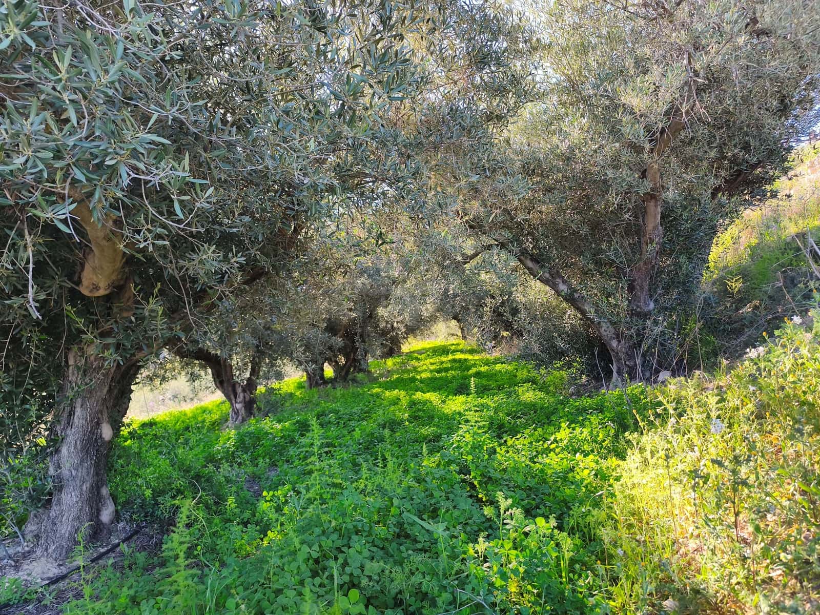 Grond te koop in Calasparra - € 17.000 (Ref: 9991262)