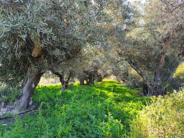 Grond te koop in Calasparra - € 17.000 (Ref: 9991262)