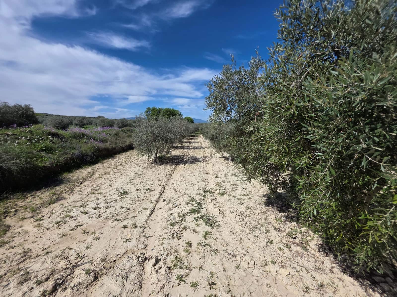 Teren niezagospodarowany na sprzedaż w Calasparra - 29 000 € (Ref: 9991276)