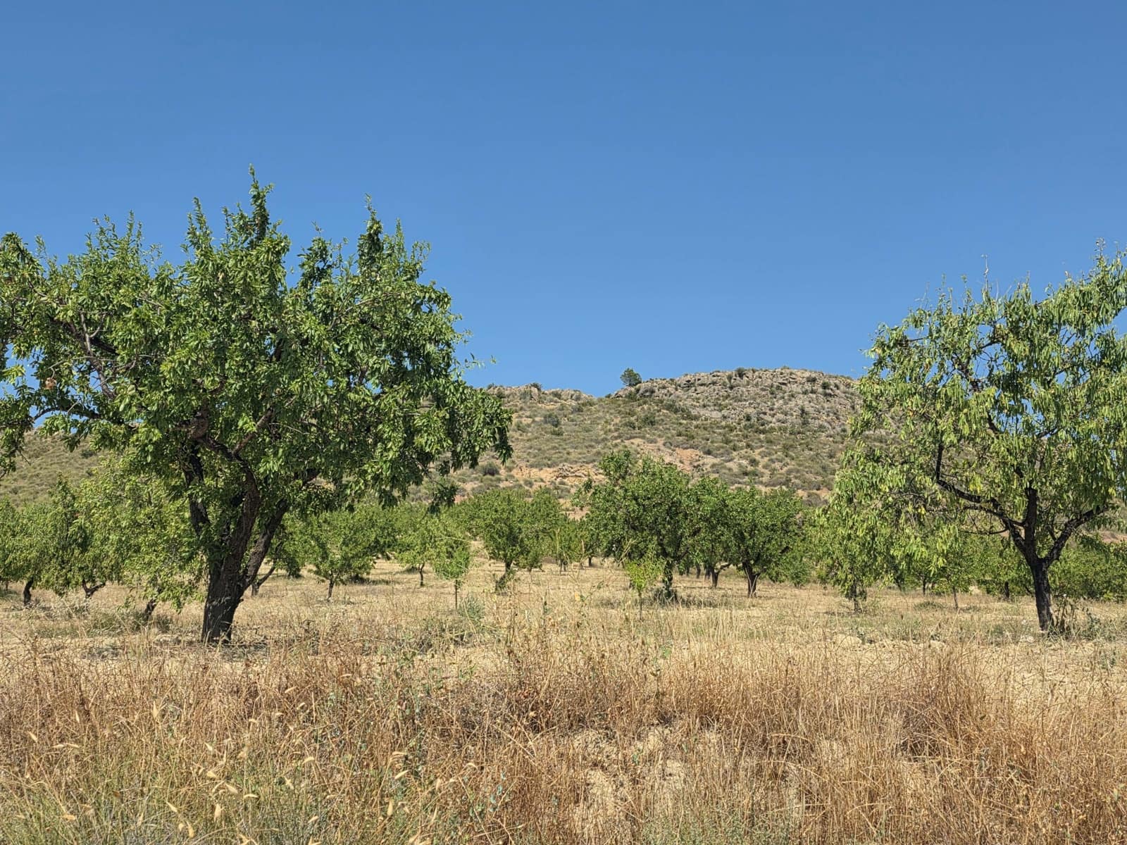 Grond te koop in Calasparra - € 400.000 (Ref: 9991296)