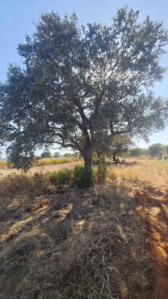 Landgrundstück zu verkaufen in Huelva Stadt - 76.000 € (Ref: 9991404)
