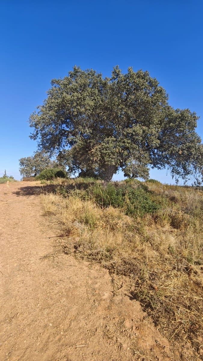 Landgrundstück zu verkaufen in Huelva Stadt - 76.000 € (Ref: 9991404)