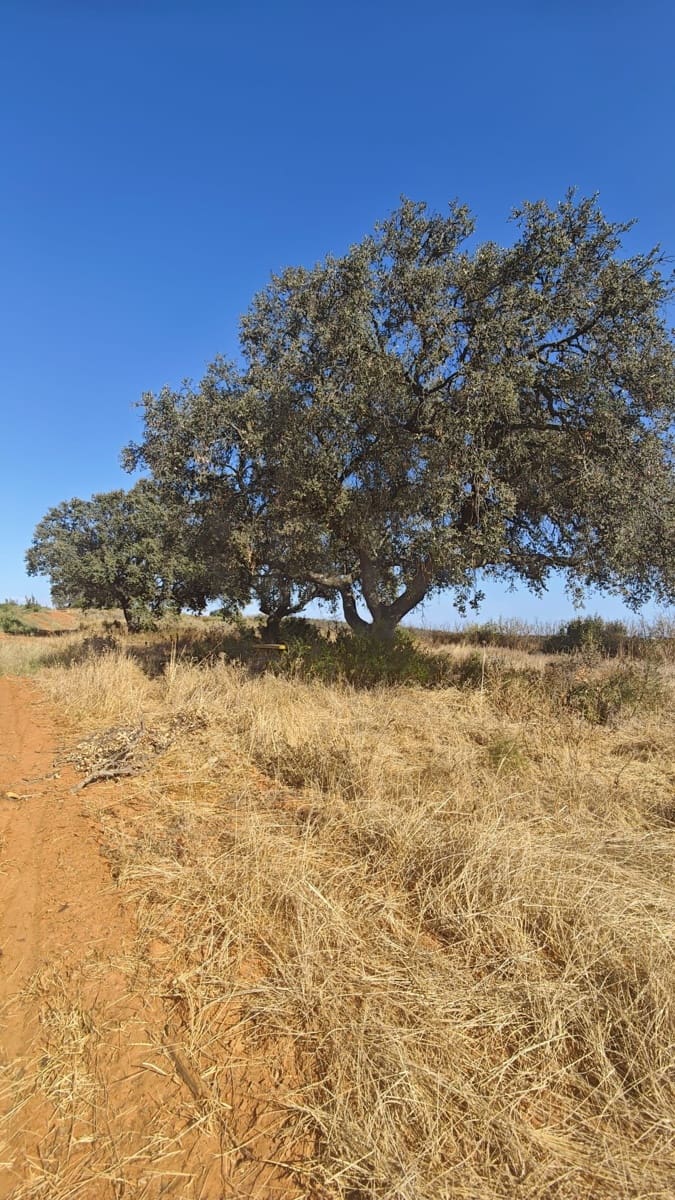 Landgrundstück zu verkaufen in Huelva Stadt - 76.000 € (Ref: 9991404)