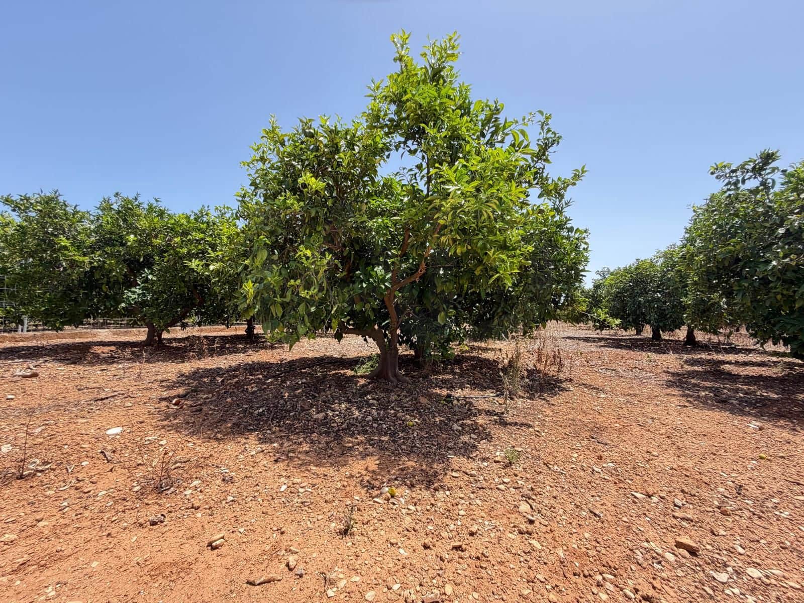 Grunde uden byggetilladelser til salg i Ondara - € 77.000 (Ref: 9991452)