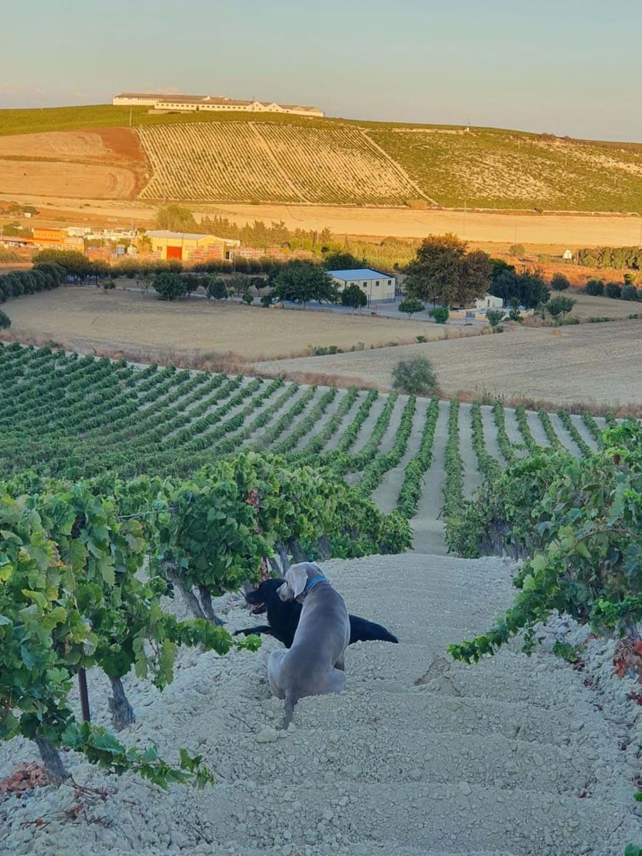Finca/Herregård til salgs i Cadiz by - € 4 500 000 (Ref: 9991469)