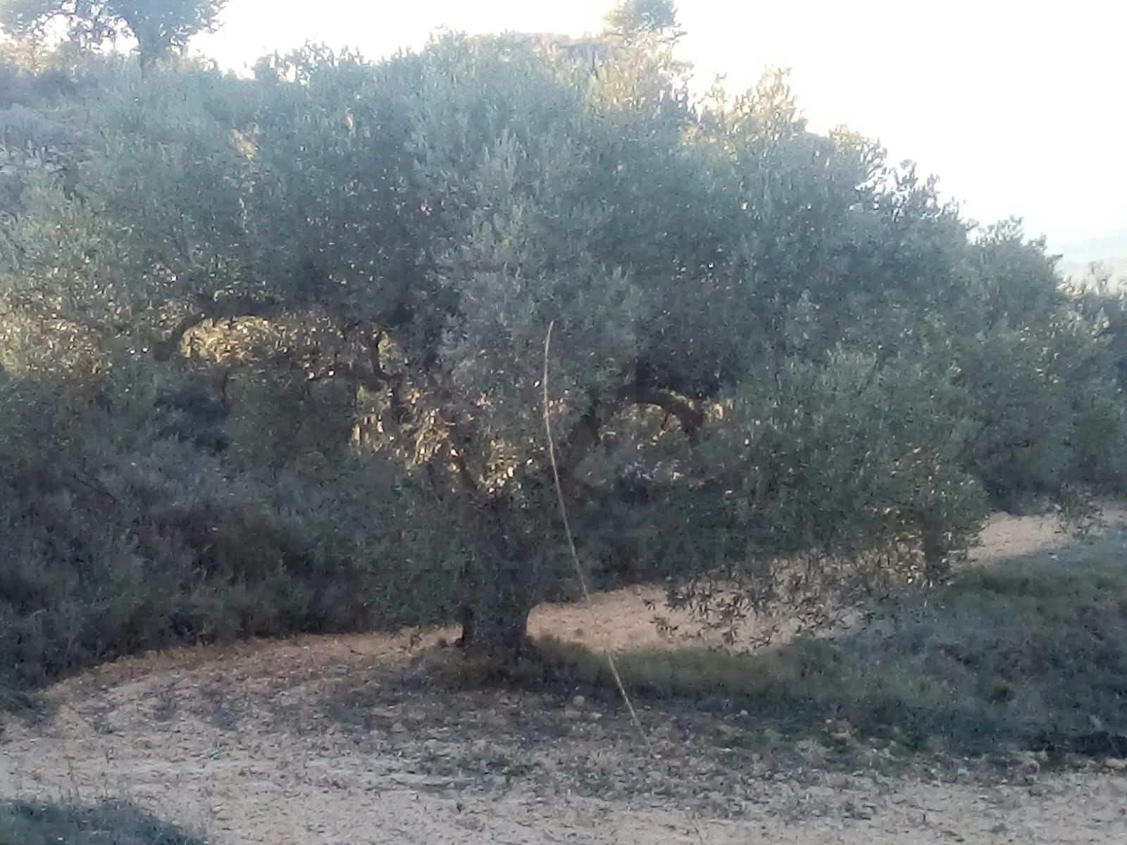 Finca/Landhuis te koop in Tarragona stad - € 150.000 (Ref: 9991477)