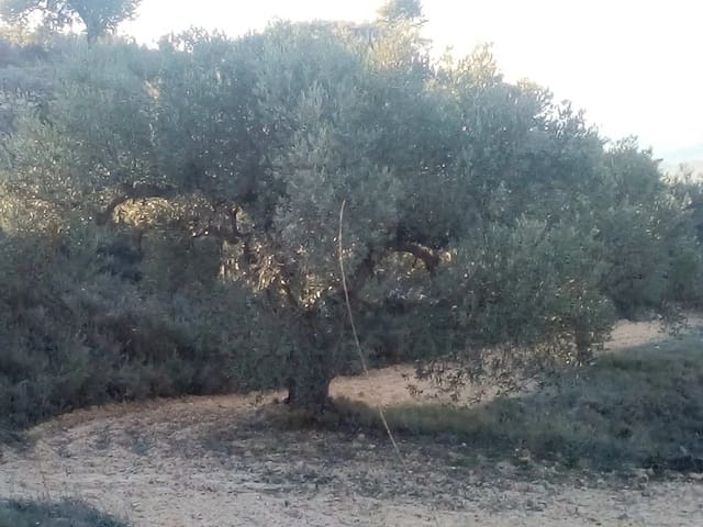 Finca/Maison de Campagne à vendre à Riba-roja d'Ebre - 150 000 € (Ref: 9991477)