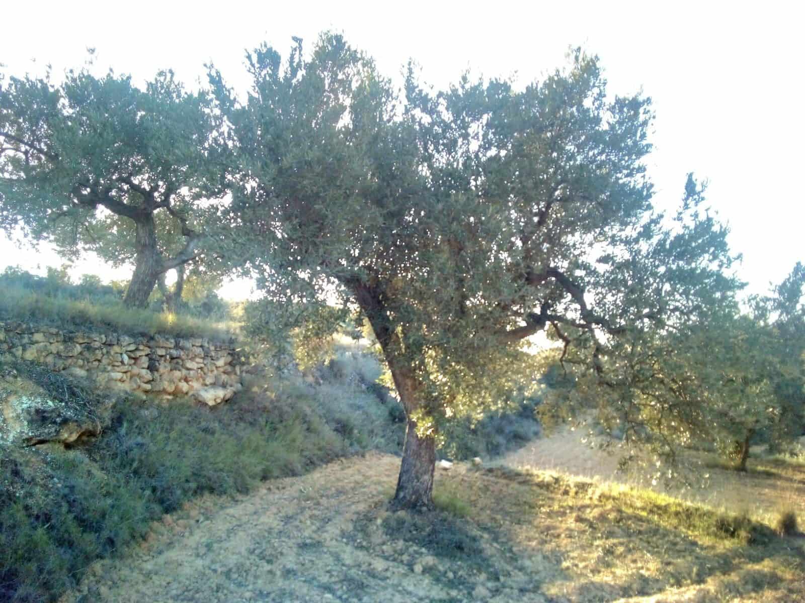 Finca/Landhuis te koop in Tarragona stad - € 150.000 (Ref: 9991477)