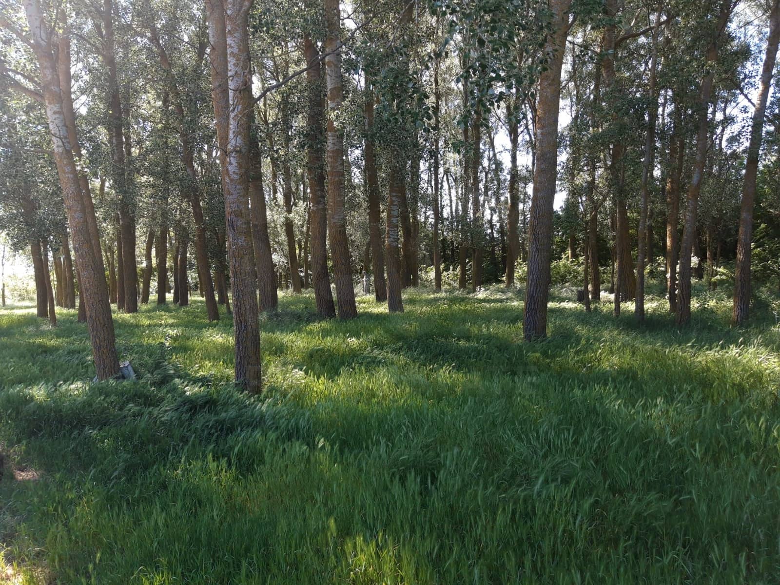 Grunde uden byggetilladelser til salg i Aguilar de Campos - € 62.500 (Ref: 9996539)