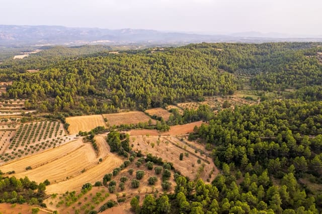 Grond te koop in Lledó - € 65.000 (Ref: 9997146)
