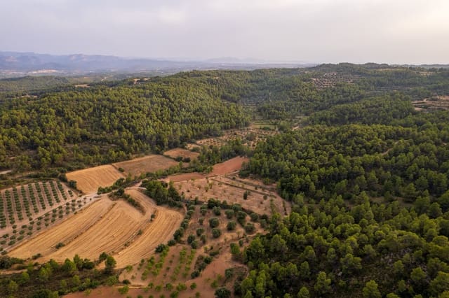 Grond te koop in Lledó - € 65.000 (Ref: 9997146)